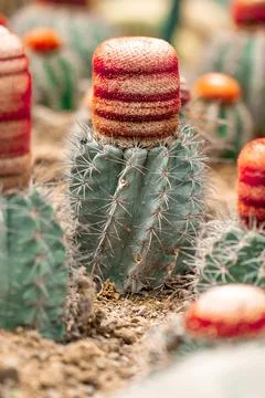 Cute ornamental cacti growing inside greenhouse with soft bokeh background Stock Photos