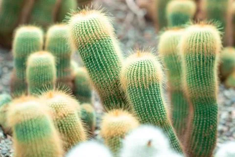 Cute ornamental cacti growing inside greenhouse with soft bokeh background Stock Photos