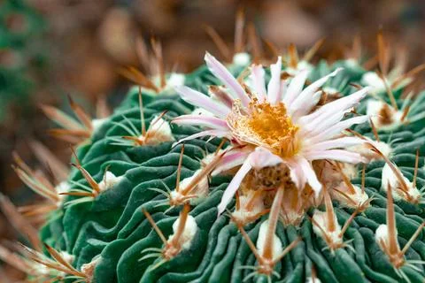 Cute ornamental cacti growing inside greenhouse with soft bokeh background Stock Photos