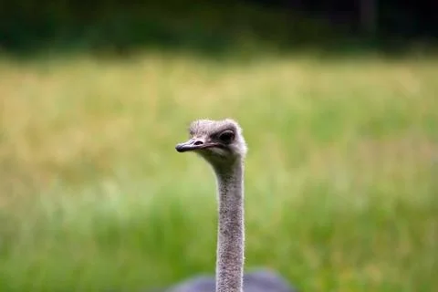 Cute Ostrich face Stock Photos