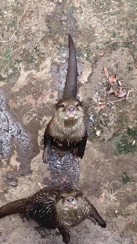 Cute otter expressing friendly behavior Stock Footage 337266888