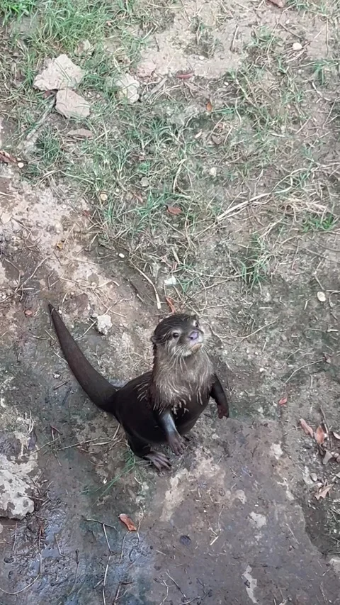 Cute otter expressing friendly behavior Stock Footage 337266970