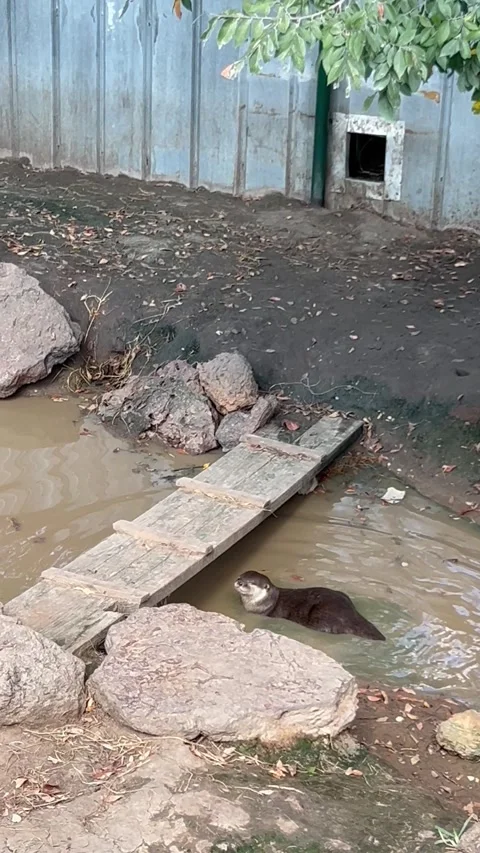 Cute otter expressing friendly behavior Stock Footage 337267148