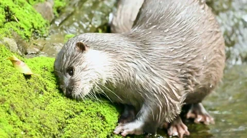 Cute otter Stock-Footage 203188701