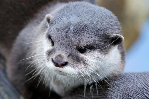 Cute otter Stock Photos