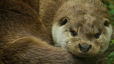 Cute otter yawning (close up). 10534653