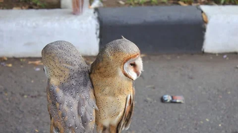 Cute owl with brown and white fur looking right and left Stock Footage 286289437