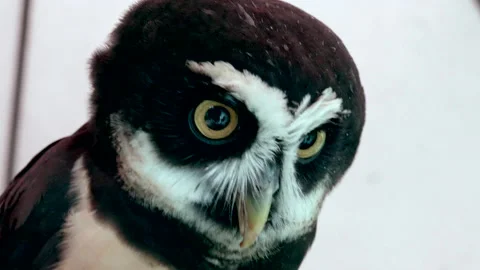 Cute Owl Close Up Portrait, Beak Eyes Feather Animal, Wildlife Background Stock Footage 158338694