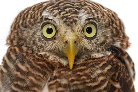 Cute owl isolate on white background Stock Photos