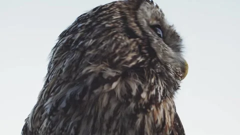 A cute owl turns its head against the sky. Close up Stock Footage 150568936