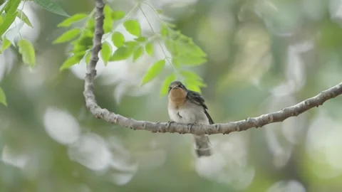 Cute Pacific swallow fledgling shaking its body Stock Footage 282315499