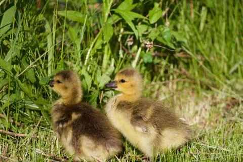 Cute pair of chicks Stock Photos