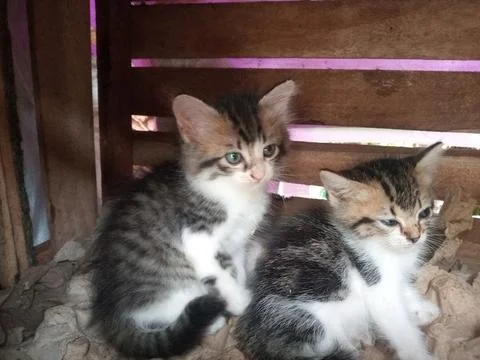 Cute Pair of Kittens Stock Photos