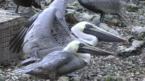 A cute pair of pelicans, Florida. 4K Stock Footage 150281003
