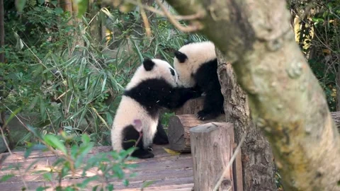 Cute panda babies sniffing and play-fighting in slow motion on wood logs Stock Footage 323191901