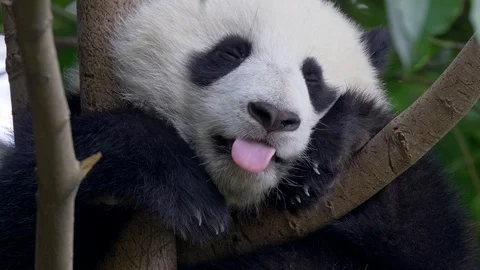 Cute panda baby on the tree Stock Footage 106018430