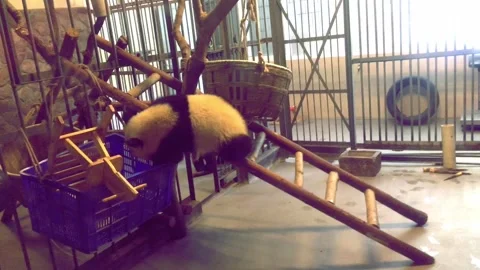 Cute Panda bear, black and white in Chengdu  Panda Zoo Video stock 244124551