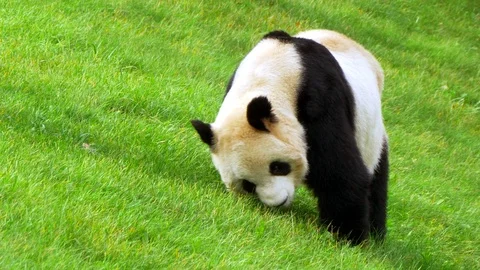 Cute Panda Bear from China, White and Black Mammal in Nature, Endangered Species Stock Footage 84722669
