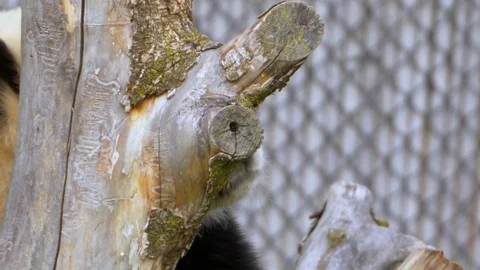 Cute Panda Bear Close Up, Endangered Species China Black White Bear Stock Footage 83992275