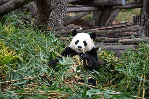 Cute panda biting and chewing fresh bamboo branches in forest Stock Photos