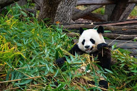 Cute panda biting and chewing bamboo branches Stock Photos