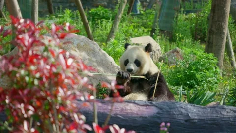 A cute panda from China sits on the ground and munches fresh green bamboo. Stock Footage 332453177