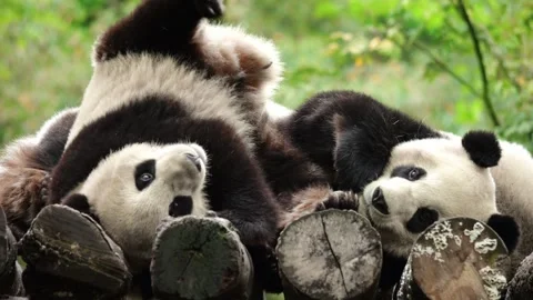 Cute Panda Cub Falling and Getting Up While Playi Stock Footage 334997437