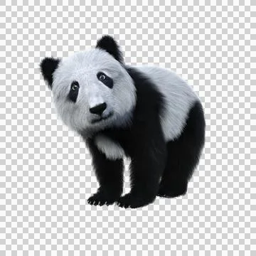 Cute Panda cub standing. 3d illustration isolated on transparent background. Stock Illustration