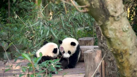 Cute panda cubs rolling and play-fighting on wood bridge surrounded by plants Stock Footage 323191894
