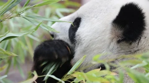 Cute Panda eating bamboo stems at zoo Stock Footage 138249486