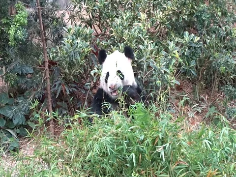 Cute Panda eating 스톡 동영상 95294155