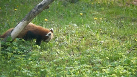 Cute panda eating grass Video stock 123442154