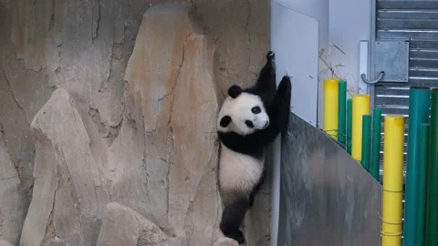 Cute Panda Rock Climbing Stock Footage 224580739