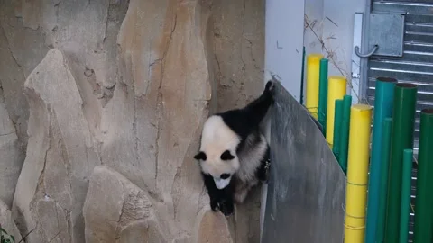 Cute Panda Rock Climbing Stock Footage 224580915