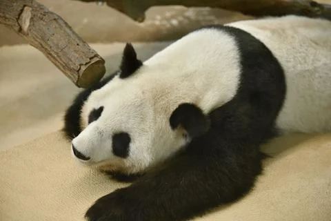 Cute panda sleeping on a concrete surface Stock Photos