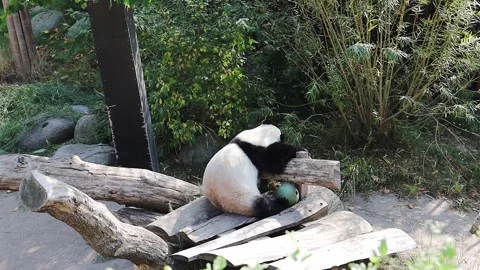 A cute panda sleeps on a tree during the day Stock Footage 306485298