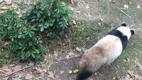 Cute panda walking on ground in zoo Stock-Footage 79315083
