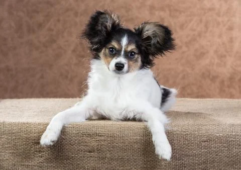 Cute Papillon puppy Stock Photos