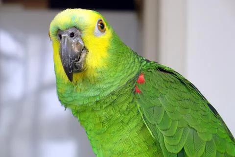 Cute parrot Stock Photos
