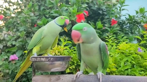 Cute Parrots Eating and Talking Stock Footage 300785960