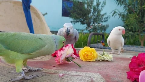 Cute Parrots Stock Footage 164046163