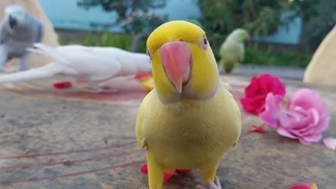 Cute Parrots Stock Footage 164046629