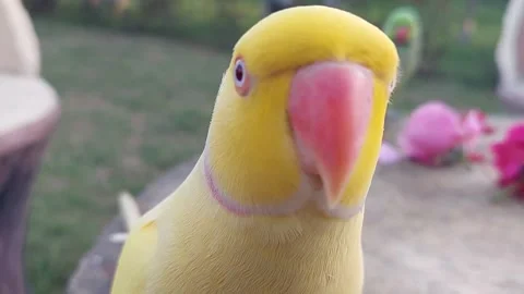 Cute Parrots Stock Footage 164046713