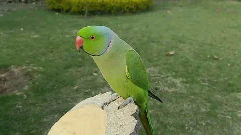 Cute Parrots 스톡 동영상 165934262