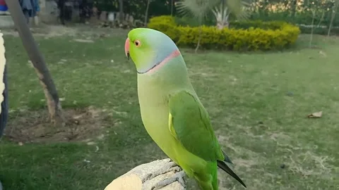 Cute Parrots Stock Footage 165934275