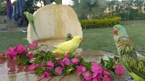 Cute Parrots Stock Footage 165934617