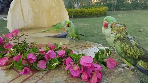 Cute Parrots Video stock 165934635