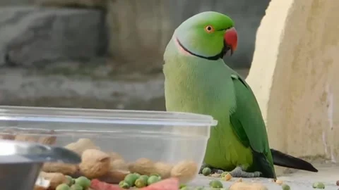 Cute Parrots Stock Footage 166014116