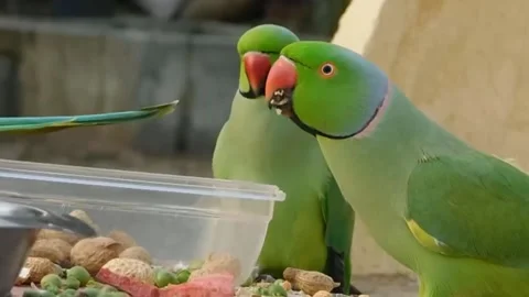 Cute Parrots Stock Footage 166014164
