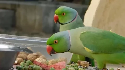 Cute Parrots 스톡 동영상 166014197